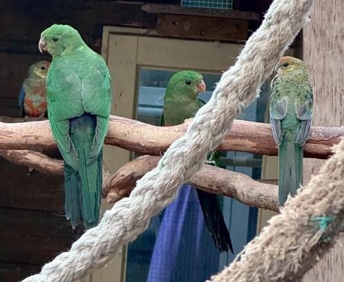 Koningsparkieten mannen, Dieren en Toebehoren, Vogels | Parkieten en Papegaaien, Parkiet, Mannelijk