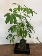 Schefflera op lavasteen – Bijzondere blikvanger, Ophalen, Overige soorten, Volle zon