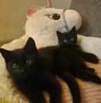 Turkse angora x Bengaal kittens, Dieren en Toebehoren, Katten en Kittens | Raskatten | Langhaar, Meerdere dieren, Gechipt, 0 tot 2 jaar