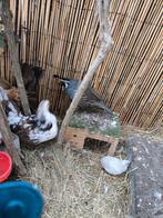 Kerst 🎄 Aanbieding!!!2 Serama Kippen (Paartje ), Dieren en Toebehoren, Pluimvee, Meerdere dieren, Kip