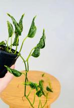 Epipremnum shangri la stekjes, Ophalen of Verzenden, Halfschaduw, Minder dan 100 cm