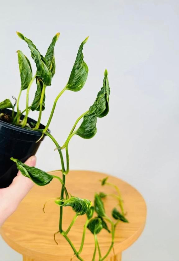 Epipremnum shangri la stekjes, Huis en Inrichting, Kamerplanten, Minder dan 100 cm, Halfschaduw, Ophalen of Verzenden