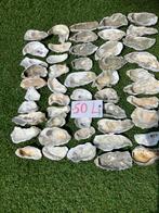 50 oesterschelpen  L 6-10 cm, Hobby en Vrije tijd, Ophalen of Verzenden, Zo goed als nieuw, Materiaal