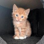 Kittens, Meerdere dieren