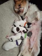 Chihuahua pups te koop, CDV (hondenziekte), 8 tot 15 weken, Meerdere, Meerdere dieren