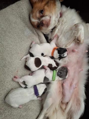 Chihuahua pups te koop beschikbaar voor biedingen
