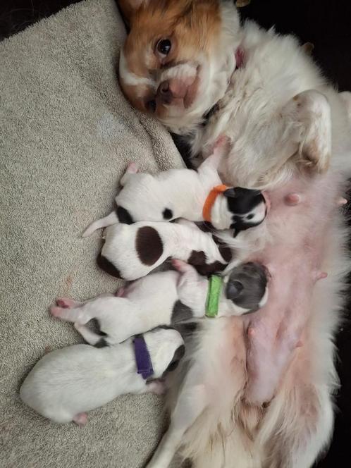 Chihuahua pups te koop, Dieren en Toebehoren, Honden | Chihuahua's en Gezelschapshonden, Meerdere dieren, Chihuahua, Particulier