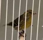 Baastard Sijzen Wildkleur Mannen, Mannelijk, Geringd