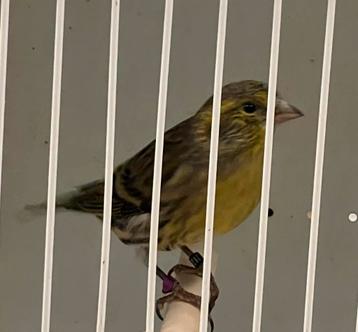 Baastard Sijzen Wildkleur Mannen beschikbaar voor biedingen