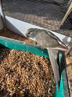 Te koop cinnamon blauw kakariki van juli 2025, popje., Dieren en Toebehoren, Vogels | Parkieten en Papegaaien, Vrouwelijk, Parkiet