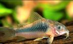 Corydoras Aneus diverse maten, Dieren en Toebehoren, Vis, Zoetwatervis, Schoolvis