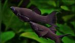 €1,- Black mollys, Dieren en Toebehoren, Vis