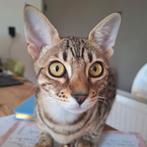 Savannah kitten F7, Poes, Ontwormd