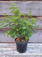 Hydrangea paniculata s diverse soorten., Ophalen, Zomer, Overige soorten, Volle zon