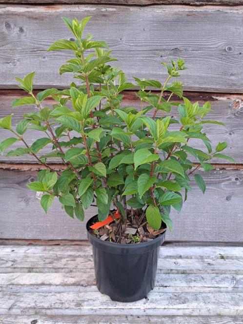 Hydrangea paniculata s diverse soorten., Tuin en Terras, Planten | Tuinplanten, Overige soorten, Volle zon, Zomer, Ophalen