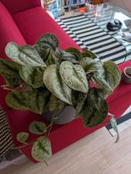 Scindapsus Pictus Argyraeus - Zilverrank, Ophalen, Halfschaduw, Minder dan 100 cm