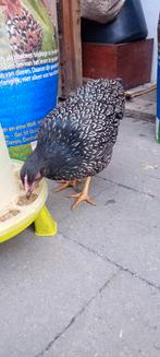 3 hennen (kan met haan) wyandotte en barnevelder kriel., Dieren en Toebehoren, Pluimvee, Vrouwelijk, Kip