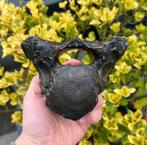 Wolharige Neushoorn Thoracale Wervel Noordzee, Verzamelen, Mineralen en Fossielen, Ophalen of Verzenden, Fossiel