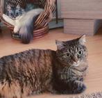 2 lieve poezen zoeken nieuw thuis, Poes