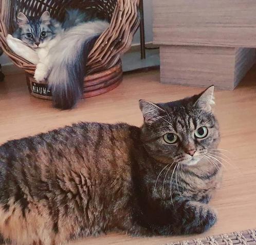2 lieve poezen zoeken nieuw thuis, Dieren en Toebehoren, Katten en Kittens | Raskatten | Langhaar, Poes