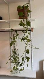 Philodendron Scandens Heart Leaf Kamerplant, Ophalen, Overige soorten, Minder dan 100 cm