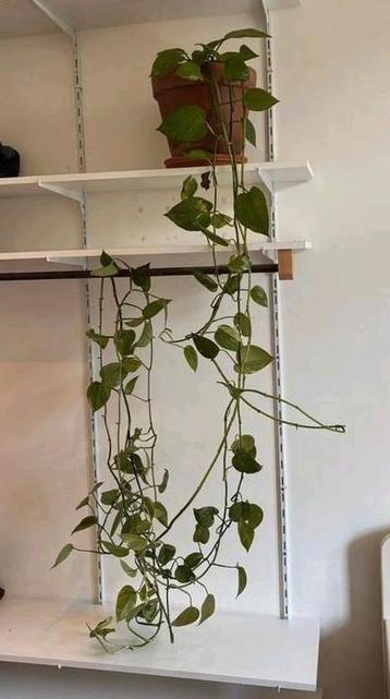 Philodendron Scandens Heart Leaf Kamerplant  beschikbaar voor biedingen