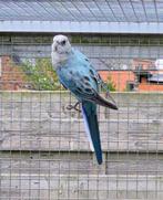 Rosella blauw golden split pastel pop 2025, Dieren en Toebehoren, Vrouwelijk, Parkiet, Geringd