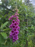 Zaden Digitalis donkerroze met donker hart, Verzenden, Volle zon