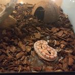 Rattenslang, Amfibie, Met terrarium, 0 tot 2 jaar