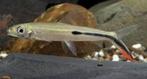 Wildvang Hemiodus gracilis 12-15 cm!!!, Vis, Zoetwatervis