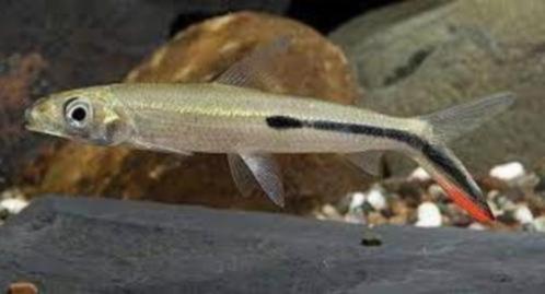 Wildvang Hemiodus gracilis 12-15 cm!!!, Dieren en Toebehoren, Vissen | Aquariumvissen, Zoetwatervis, Vis