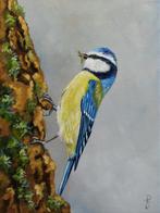 schilderij pimpelmees 125 - eigen werk - vogelschilderij, Ophalen of Verzenden