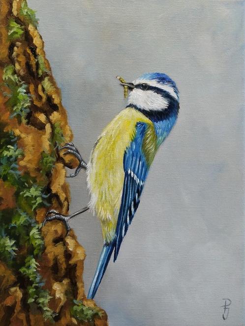 schilderij pimpelmees 125 - eigen werk - vogelschilderij, Antiek en Kunst, Kunst | Schilderijen | Klassiek, Ophalen of Verzenden