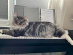 Lieve boskat aangeboden, Dieren en Toebehoren, Gechipt, 3 tot 5 jaar