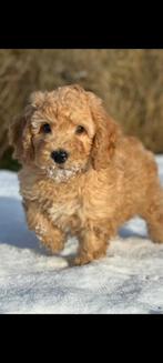 Australië labraboodle meduim, Poedel, Reu, 8 tot 15 weken, Eén hond