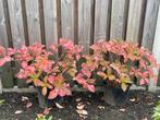 2 Hortensia's in pot, Tuin en Terras, Vaste plant, Halfschaduw, Zomer, Ophalen