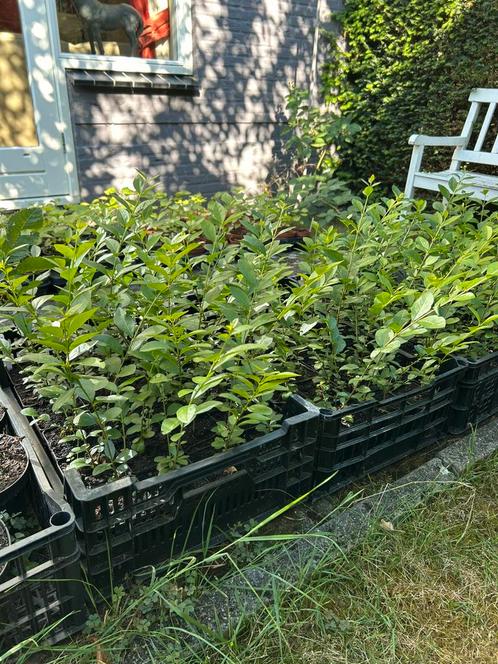 Liguster ovalifolium, ligusterhaag, Tuin en Terras, Planten | Struiken en Hagen, Liguster, Minder dan 100 cm, Ophalen