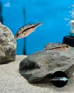 Cyrtocara boadzulu, Dieren en Toebehoren, Vissen | Aquariumvissen, Vis, Zoetwatervis