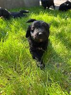 Bearded Collie x Poedel = Beardoodle F1 pups, 8 tot 15 weken, Groot, Meerdere, Meerdere dieren