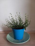 Biologische tijm plant in plastic binnenpotje, Tuin en Terras, Planten | Tuinplanten, Ophalen of Verzenden