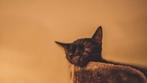 Lieve poes ter adoptie, Poes, Gechipt, 3 tot 5 jaar