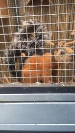 Artiffus eekhoorn man gezocht, Dieren en Toebehoren, Mannelijk, Juli, Overige typen, Tam