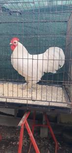 Australorp wit groot haan en hen, Dieren en Toebehoren, Pluimvee, Meerdere dieren, Kip