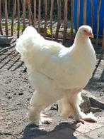 Brahma wit, Dieren en Toebehoren, Pluimvee, Meerdere dieren, Kip