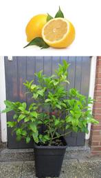 Citroen Struik-Citrus Limon-Vruchtdragend-100 cm Hoog, Tuin en Terras, Ophalen, Minder dan 100 cm, Volle zon, In pot