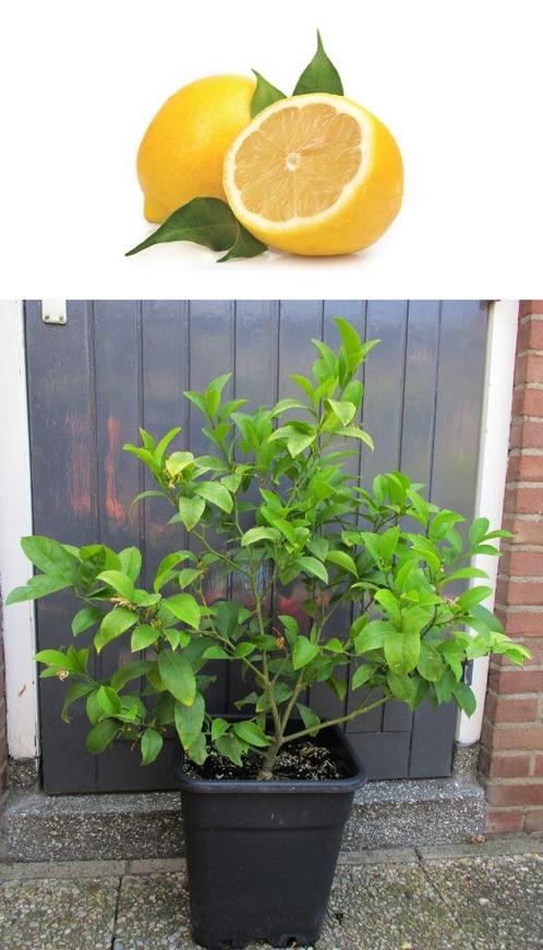 Citroen Struik-Citrus Limon-Vruchtdragend-100 cm Hoog, Tuin en Terras, Planten | Fruitbomen, Citroenboom, Minder dan 100 cm, Volle zon