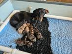 Heerlijke hotdogs️ dwergteckeltjes te koop, CDV (hondenziekte), 8 tot 15 weken, Korthaar, Dwerg