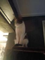 Vlooienkuur+krabpaal etcetc, Dieren en Toebehoren, Dierenvoeding, Ophalen