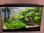 Aquarium compleet ingericht, Ophalen, Zo goed als nieuw, Gevuld zoetwateraquarium