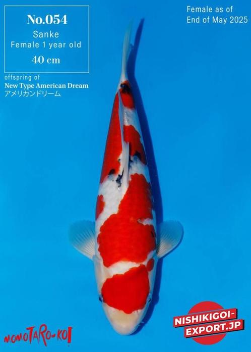 sanke Narita  veiling, Dieren en Toebehoren, Vissen | Vijvervissen, Karper of Koi